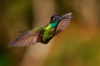 Kolibrik - Eugenes spectabilis - Talamanca Hummingbird 6650